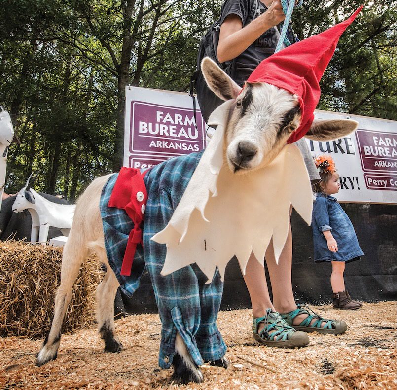Buscando las ovejas perdidas en la Feria de Cabras